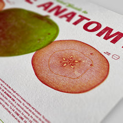 Letterpress Print of Apple Anatomy