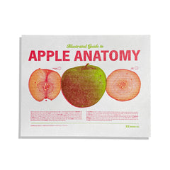 Apple Anatomy Diagram